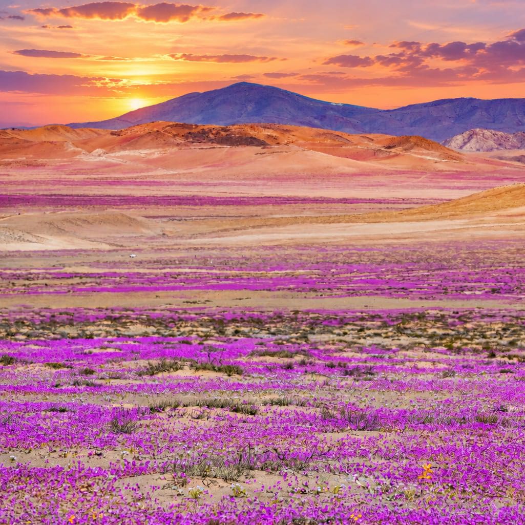 Il deserto di Atacama, tra gli ambienti più aridi del pianeta, torna a trasformarsi in una distesa di colori

https://extrarem.it/il-deserto-di-atacama-torna-a-fiorire-dopo-le-piogge-record/

#alluvioni #Atacama #Cile #Conaf #Copiapó #deserto #DesiertoFlorido #ElNiño #extrarem #fioritura #piogge